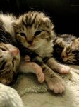 kittens1.jpg