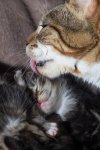 kittens2.jpg