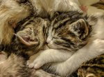 kittens3.jpg