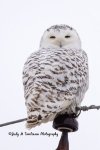Snowy Owl 01 2018.jpg