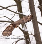 Redtail Hawk at the Coves 01.jpg