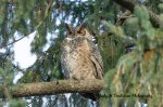 Woodland Great Horned Owl 03.jpg