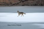 Coyote on the Pond.jpg