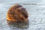 Muscrat in the Pond.jpg
