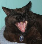 big toofuses close.jpg big toofuses close.jpg