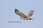 Redtail Hawk 04.jpg