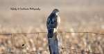 Redtail Hawk 03.jpg