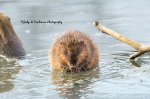 Muscrat in the Pond 02.jpg