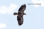 Juvenile Bald Eagle 02.jpg