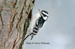 Downey Woodpecker 04.jpg