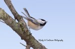 Black-Capped Chickadee 02.jpg
