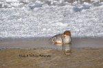 Female Common Merganser.jpg