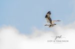 Osprey with its Catch.jpg