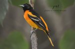 Baltimore Oriole 04.jpg