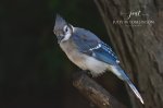 Blue Jay Giving Attitude.jpg