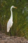Great White Egret at the Port Stanley Lagoons.jpg