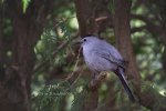 Grey Catbird 02.jpg