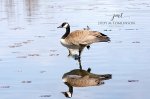 Reflection of a Canada Goose.jpg