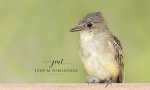 Eastern Phoebe 03.jpg