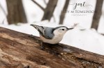 White-Breasted Nuthatch 07.jpg