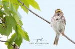 Savannah Sparrow.jpg
