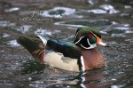 Wood Duck at Springbank Park.jpg