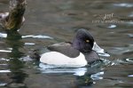 Ring-Necked Duck at Springbank Park.jpg