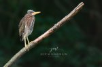Little Green Heron 02.jpg