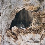 Woodland Owl on the Nest.jpg