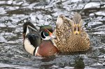 Male Wood Duck with Friend.jpg
