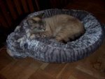 bed hope sm.jpg