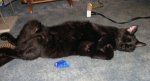 03-23-12C2 Hershey post hypo.JPG