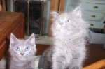 big&little gray 350.jpg
