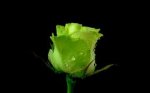 green rose.jpg