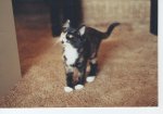 Annie kitten pic 001.jpg