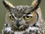 great horned owl.jpg