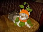 cat vines.jpg