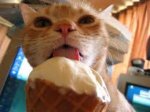 ice cream kitty.jpg