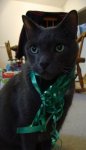 Buddy with Ribbon.jpg