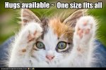 funny-cat-pictures-one-size-fits-all[1].jpg