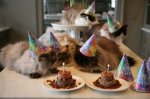 cat-happy-birthday-05.jpg