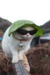 cabbageleafcat.jpg