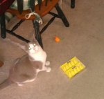 IMAG0023 (640x612).jpg