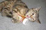 cat medicine.jpg