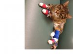 Cool Kitty ICU.jpg
