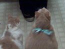 3catavatar.jpg