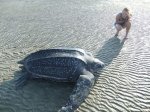 leatherback..jpg