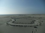 leatherback track.jpeg