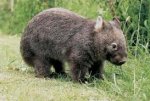 Wombat.jpg