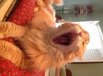 Chewy Yes!.jpg